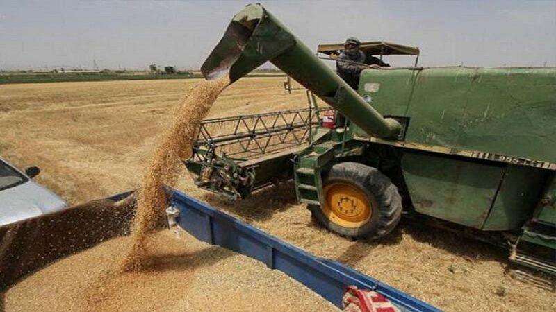خبرنگاران خرید گندم در لارستان 61 درصد افزایش یافت
